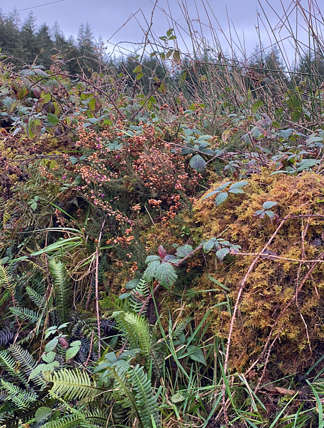 Rose Reichart | Intuitive Abstract Art for your Inner Home